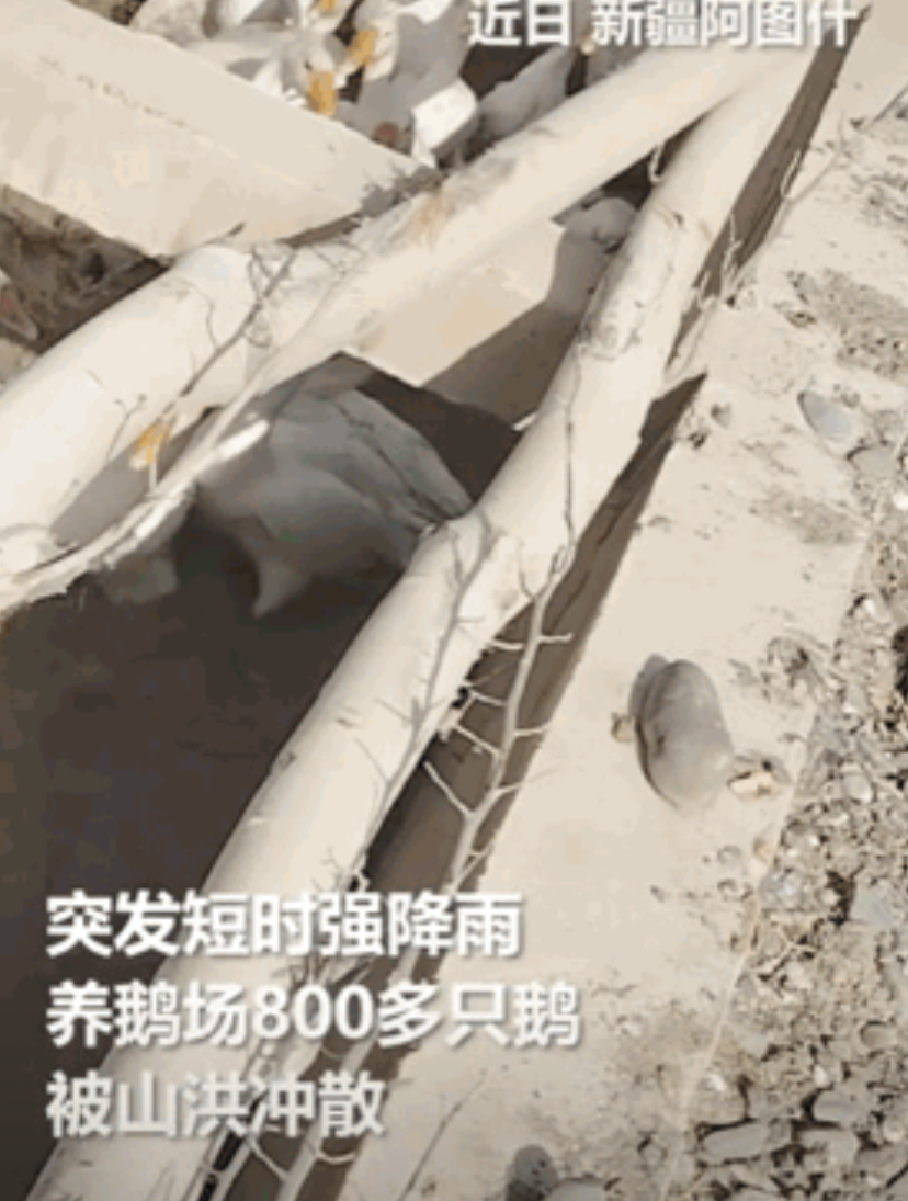 这是一条很有味道的新闻！近日，新疆阿图什市突发山洪，一养鹅厂800多只大鹅瞬间