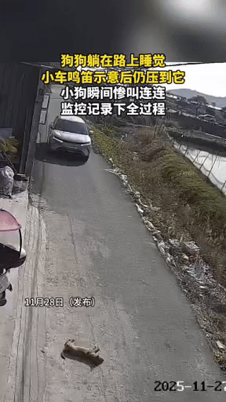 好狗不挡道，但真挡道就得开车压过去吗？前2天温州轧狗事件吵翻了天，这事真不能