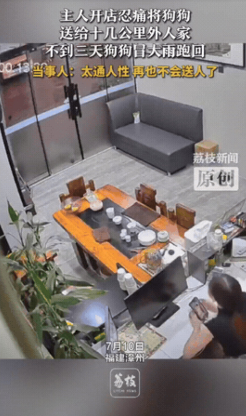 看哭了！福建漳州，女子因为开店顾不上养的狗，一狠心把它送到了十几公里外的朋友家。