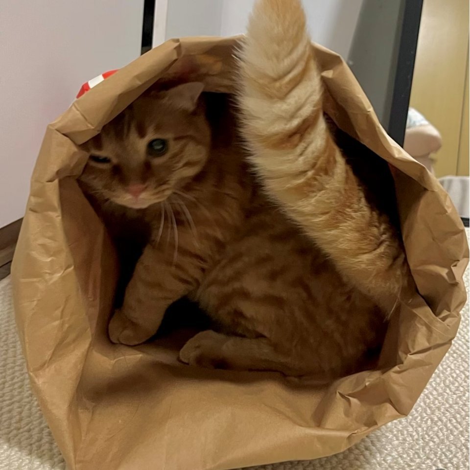 萌宠猫猫你是一辆松鼠卡车