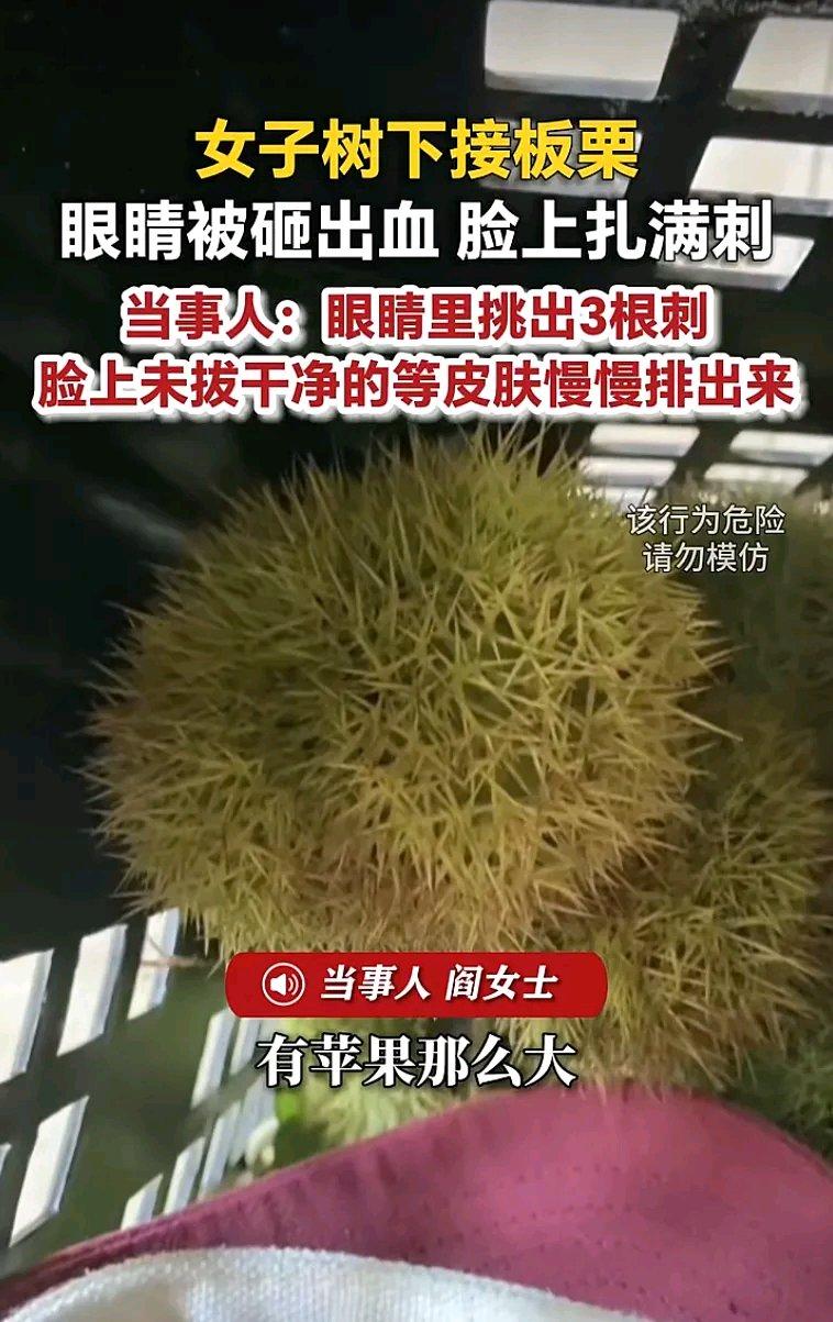 看这个新闻直接倒吸一口凉气，湖南长沙阎女士和丈夫上山打板栗，丈夫在树上敲板栗，没