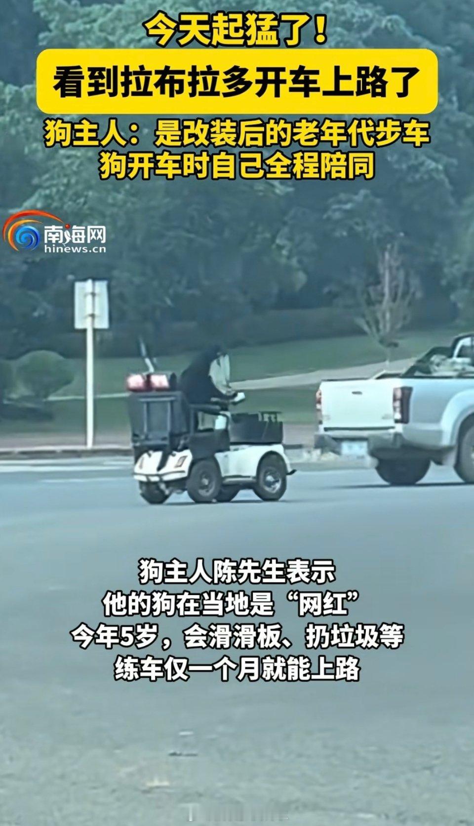 网友拍到一拉布拉多开电动车上路？？？好危险，主人在哪陪同，狗就可以无证驾驶了吗[