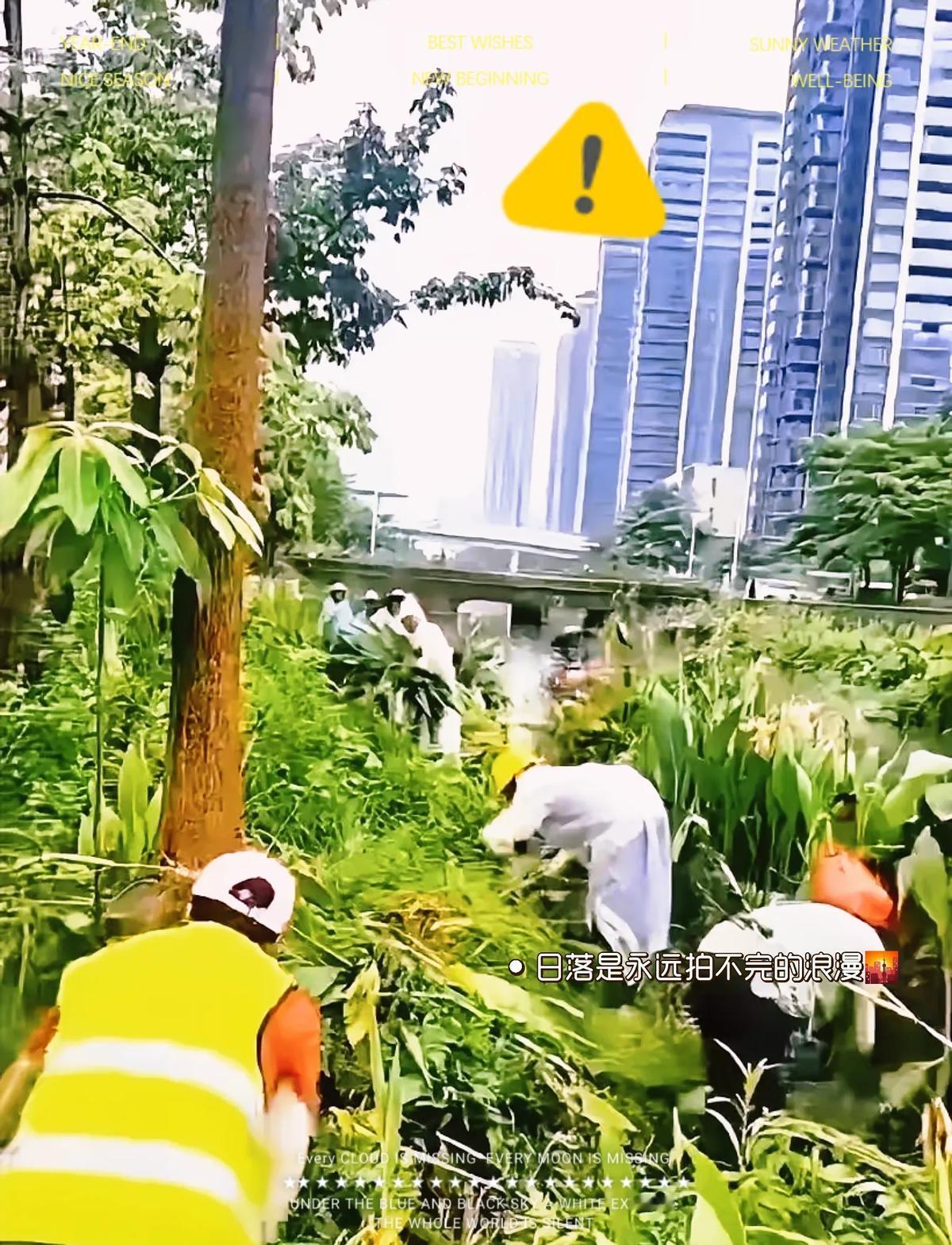 蚊子越灭越多，专家还在放绝育雄蚊？方向错了，再努力也是帮蚊子搬家。去年广