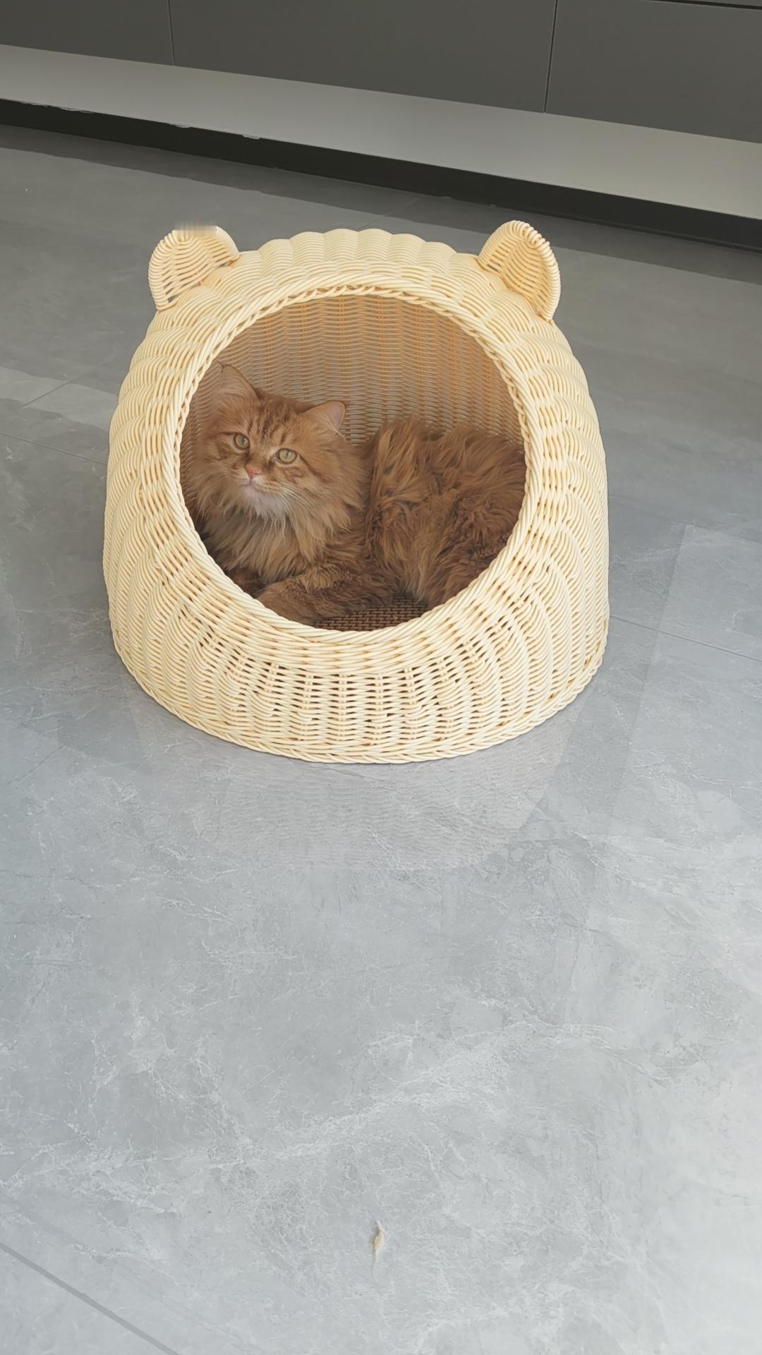 可爱大橘猫真的是我养过最不后悔的陪伴。之前在小区楼下捡了只巴掌大的流浪小橘，连