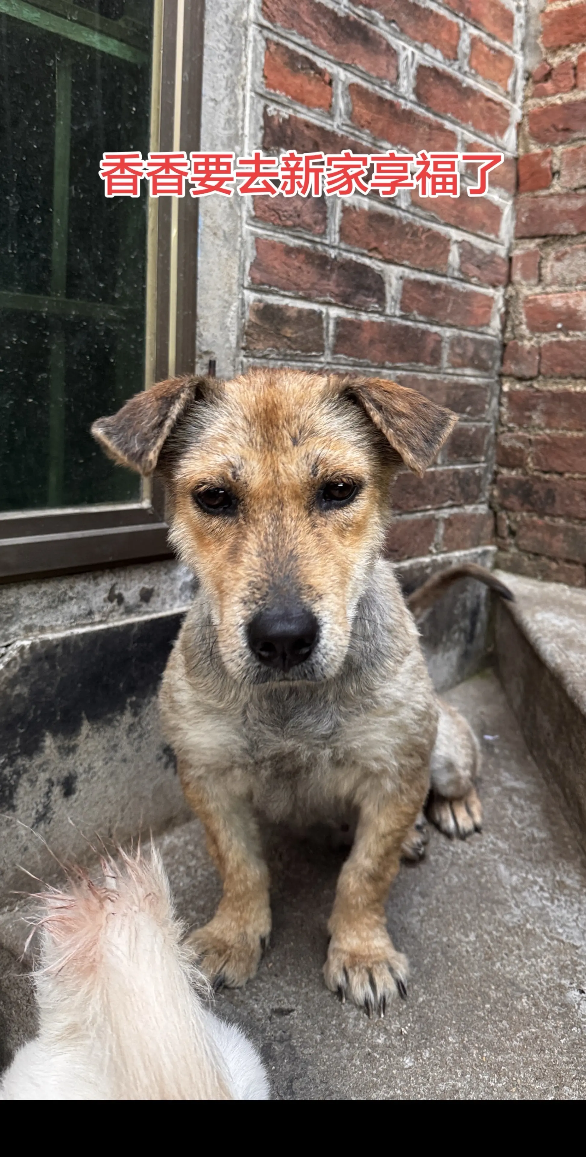 明天香香就要去新家享福了，感谢之前喂养买面的大哥愿意收养，大家都知道这...