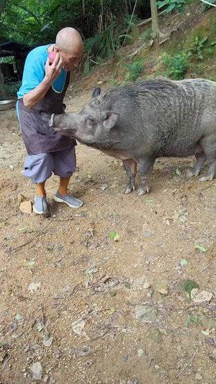 需要提醒的是，野猪属于《国家保护的有益的或者有重要经济、科学研究价值的陆生野生动