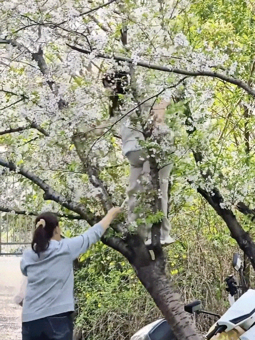 警方介入寻找拍照压垮樱花树女子¹是不是人已经找到了，也愿意赔偿损失？²一件很