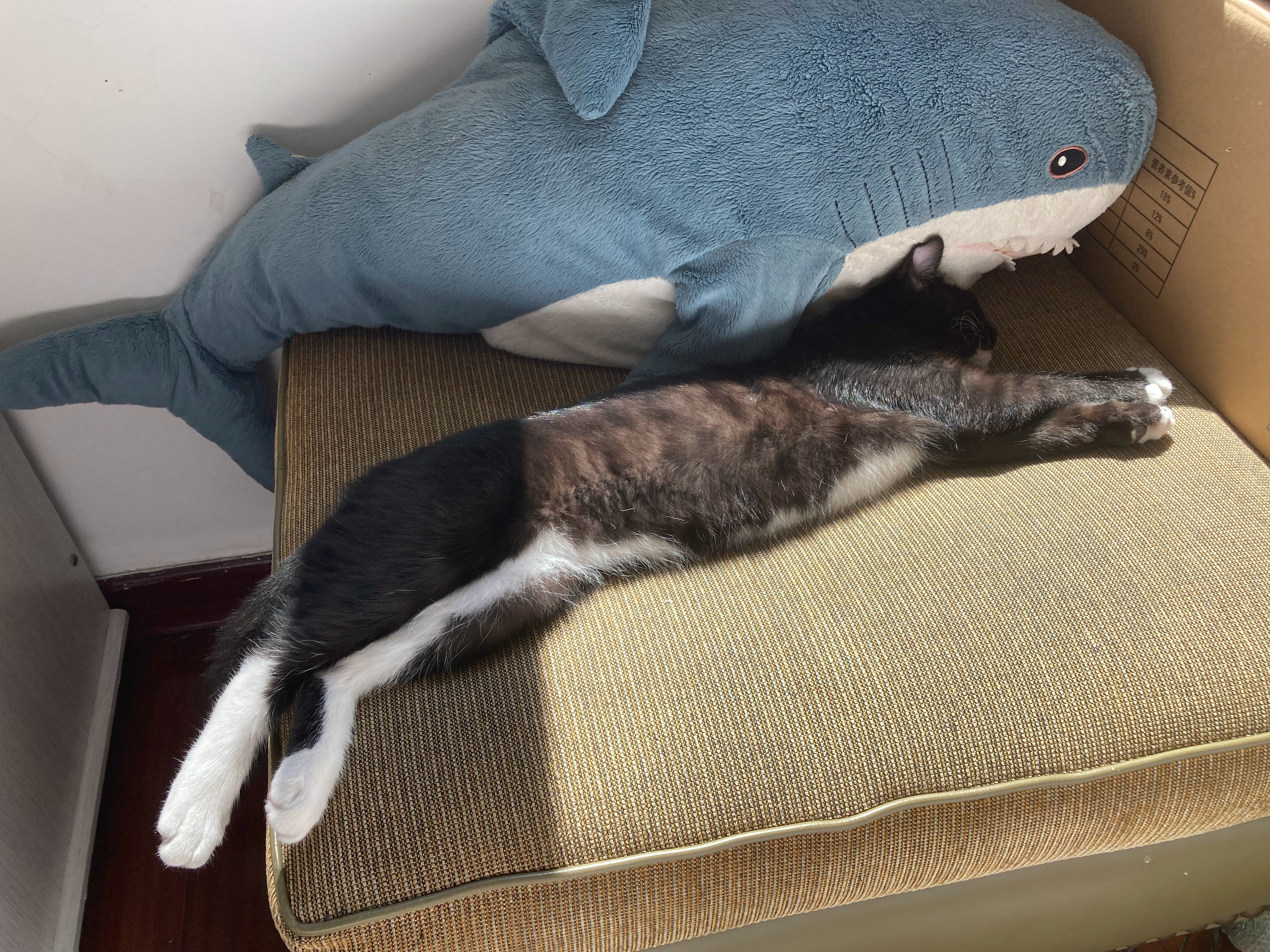 猫晒着太阳睡觉……做春梦了😨（（肉眼可见地抖动了好几下，最后还喷出透明液体[淡