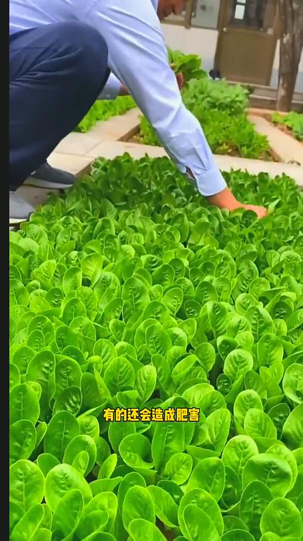有机肥如何正确使用？有机肥虽然是个好东西，但是有很多农民朋友们使用不当效果并不