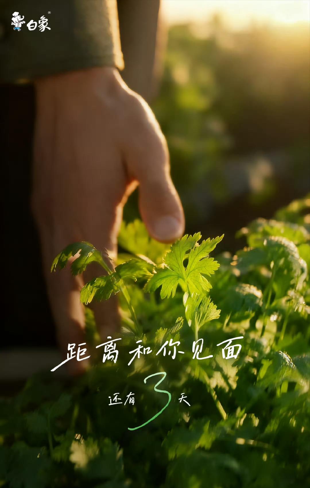 “这一次终于实现了香菜自由！”王一博新代言白象食品预热，喜欢香菜的代言人果然