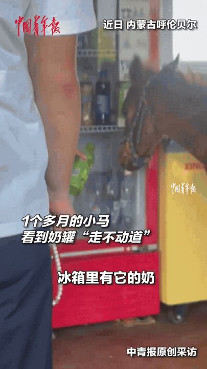 内蒙古，一只小马紧紧盯着冰柜里的牛奶，寸步不离，怎么都拉不走。原来它从小离开了妈