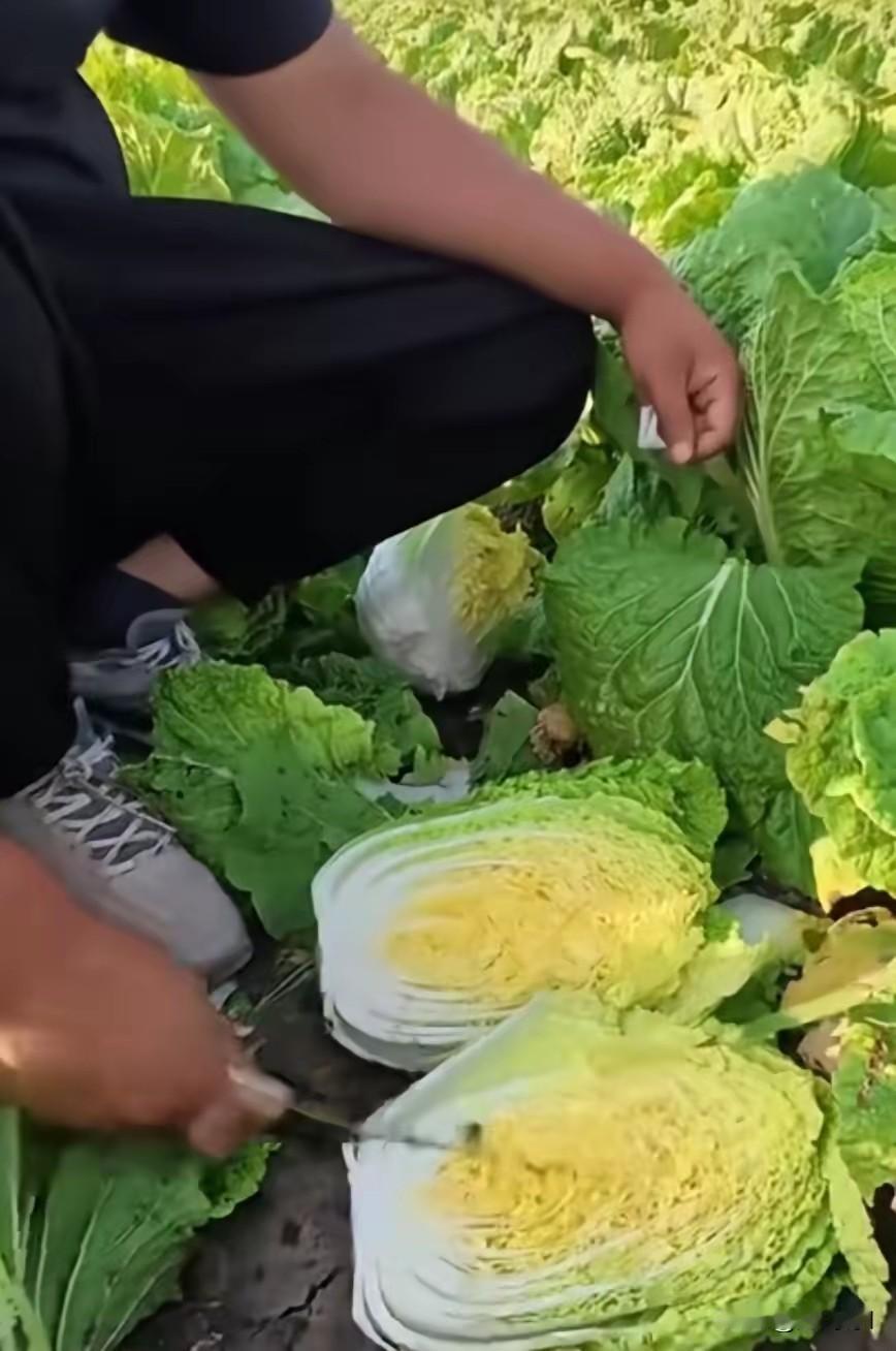 大白菜蘸甲醛害人害己，这样要不得，这些都是吃的东西不能乱来，市场监管要对所有新鲜