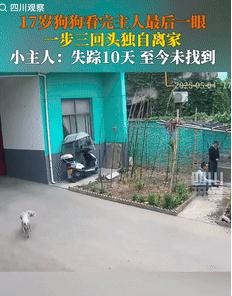 看哭了！5月13日陕西宝鸡，一17岁的狗狗看完主人最后一眼，便一步三回头的悄然离