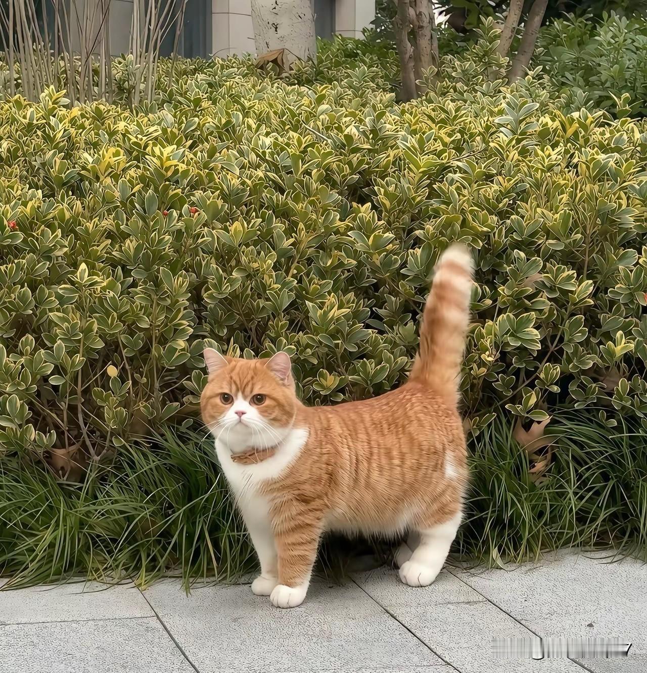 教科书级别的标准猫咪长这样！五官端正、体态匀称、毛色干净、眼神清澈，每一处都