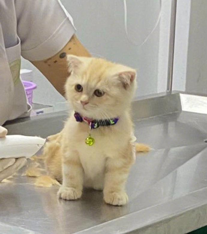 看起来很冷静的猫咪！