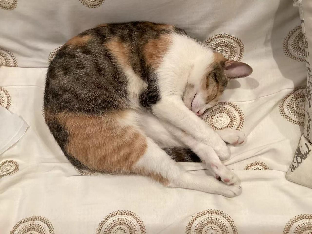 猫咪没有一点生活的压力，所以它的随性尽在躺姿中…..虽然我们自己不能睡得那么