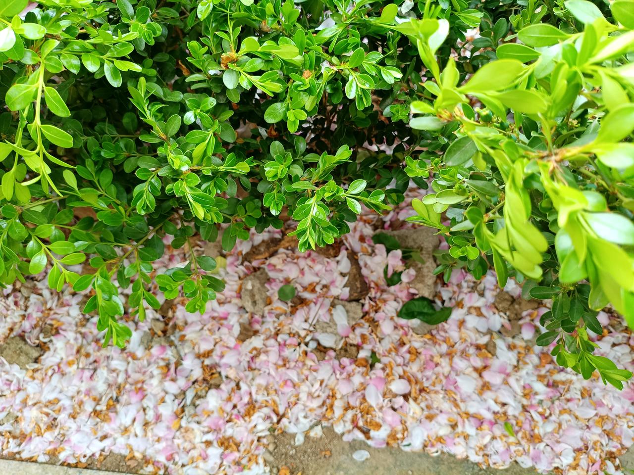 越来越觉得青岛是块风水宝地。昨天2.5万人参赛的青岛马拉松赛完美结束了。