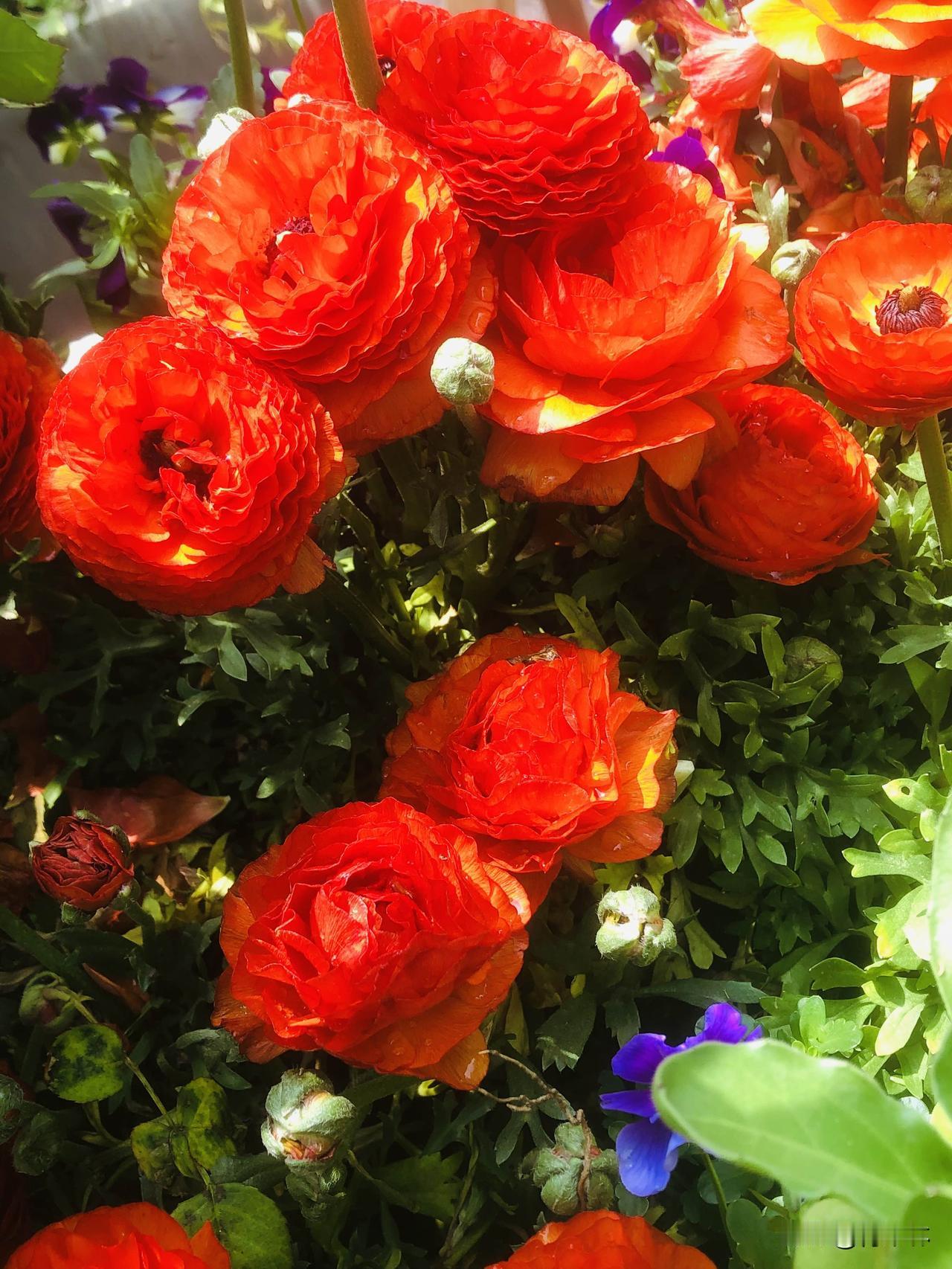 逛红梅公园的小惊喜，被这些五颜六色的小花承包了！层层叠叠的洋牡丹、粉白的大丽花、