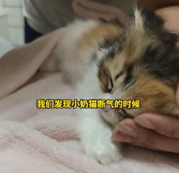 女子虐猫致4死续：身份曝光，店主上门，工作单位也跟着受牵连地狱空荡荡，恶魔在