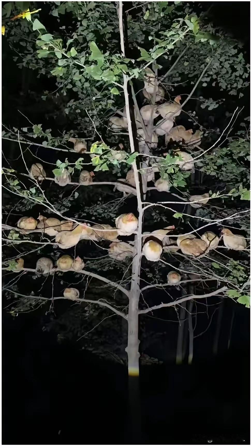 男子养了几十只鸡，精心照料大半年，眼看就能吃上了。这天晚上，他照常去鸡舍巡查，