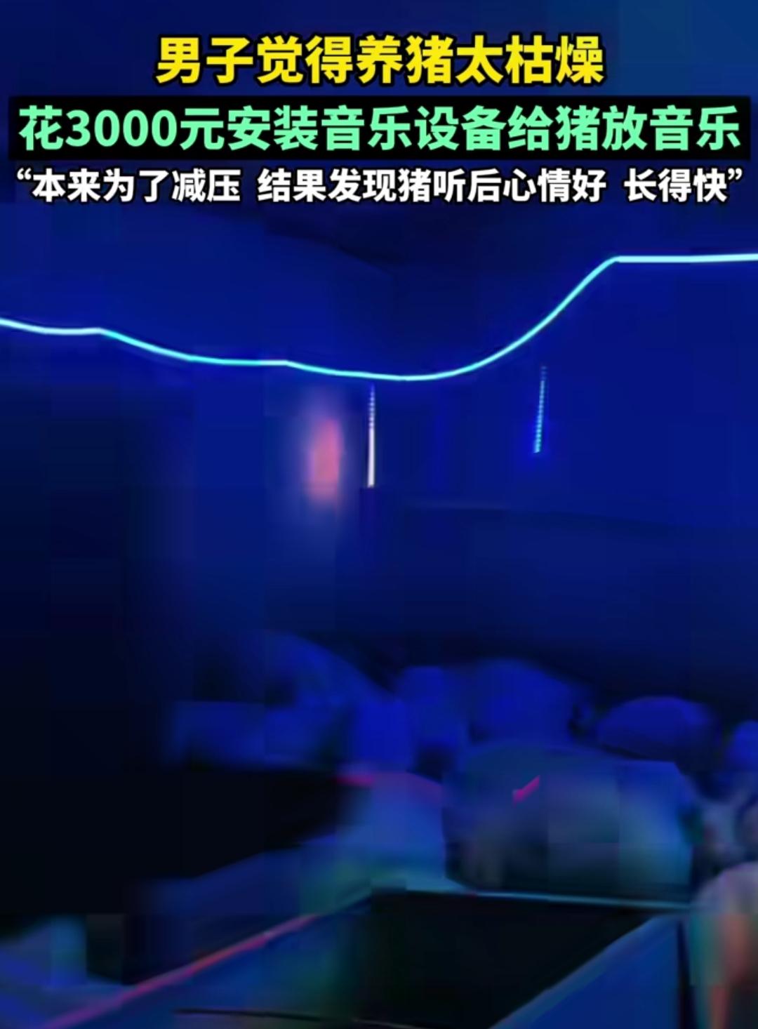 养猪太枯燥，给猪安装了音乐设备，这套设备花了3000块啊。本来是想着减压的，没想