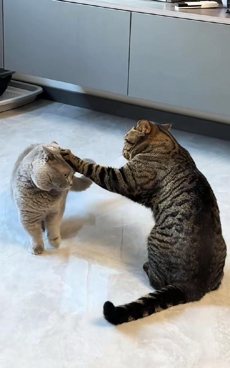 猫咪打架，狸花猫竟对蓝猫来了个摸头杀，你们知道这是为何吗？蓝猫和狸花猫从小一起