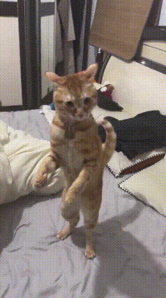全网最会走路的猫咪！直立行走太丝滑，网友直呼成精了🔥这只猫咪也太厉害了！