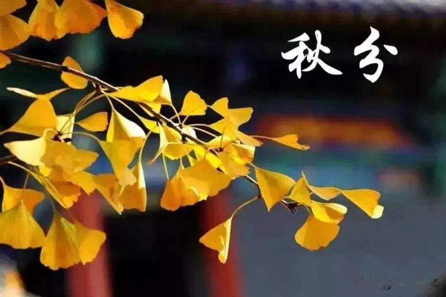 老话“上午秋分大雪满河，下午秋分单袄过冬”，今年秋分是上午还是下午？冬天会冷吗？