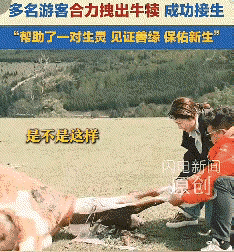 真的是泪目了！近日，一群游客在新疆游玩，无意发现一头母牛痛苦倒地，走近一看才发