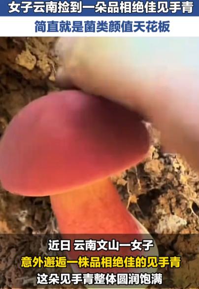 云南文山，一女子徒步时偶遇一朵品相绝佳的野生见手青。它圆润饱满、菌肉厚实，表皮干