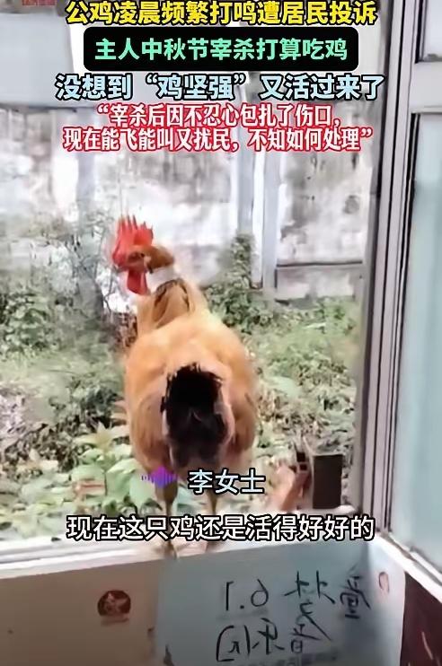 “活久见！”贵阳李女士家这只公鸡，简直把“死里逃生”玩出了新高度！放了血、水都烧