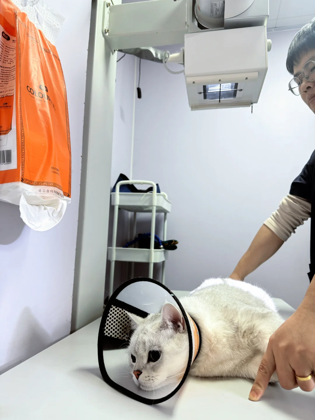 养公猫两年，尿闭3次…现在已上岸（真实经验）