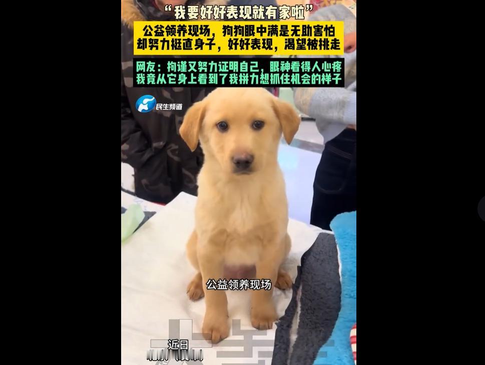 最近北京一场公益领养现场，无数流浪小狗明明满眼都是害怕和无助，却硬生生强迫自己挺