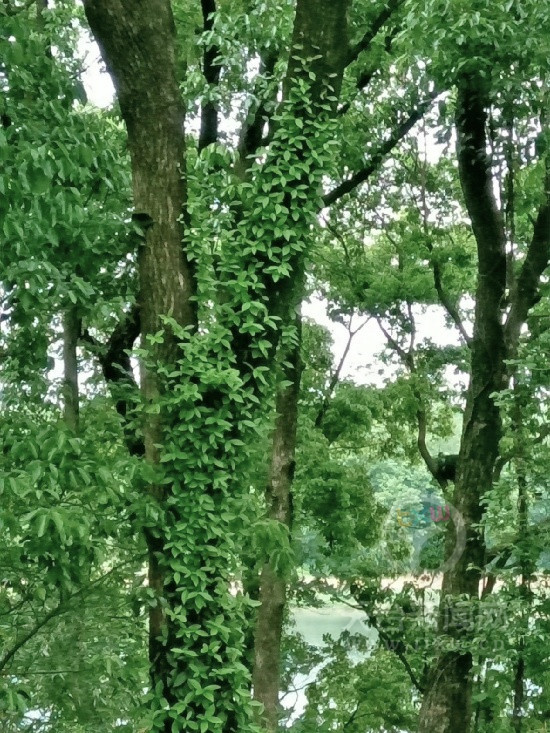 中医科专家教您如何正确施补