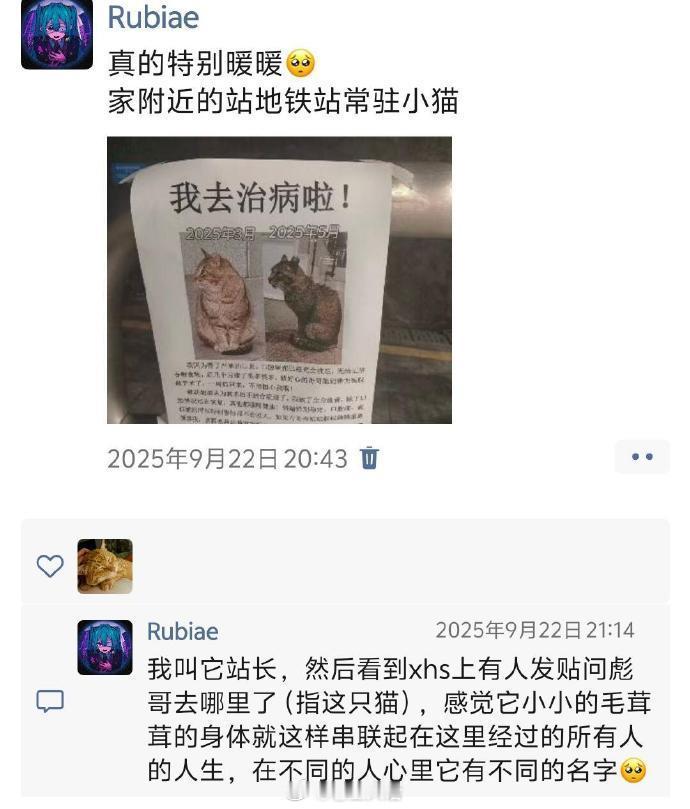 人活着就是为了看这些东西的！小猫咪一定要幸福啊