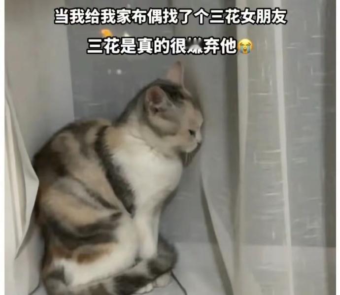 三花猫被迫给布偶当老婆，那表情快碎了网友：相当刘亦菲嫁给丑八怪[捂脸哭]​​​