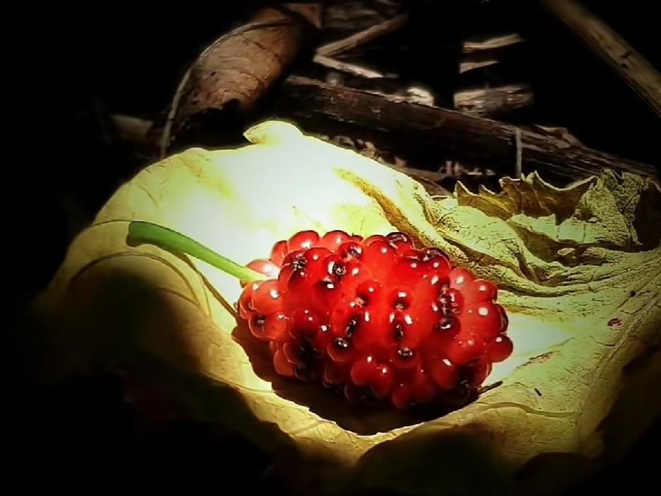 桑椹果，像美丽的红玛瑙，卧在一片叶子上。桑椹在东北不多见。记忆中，五叔家后园有