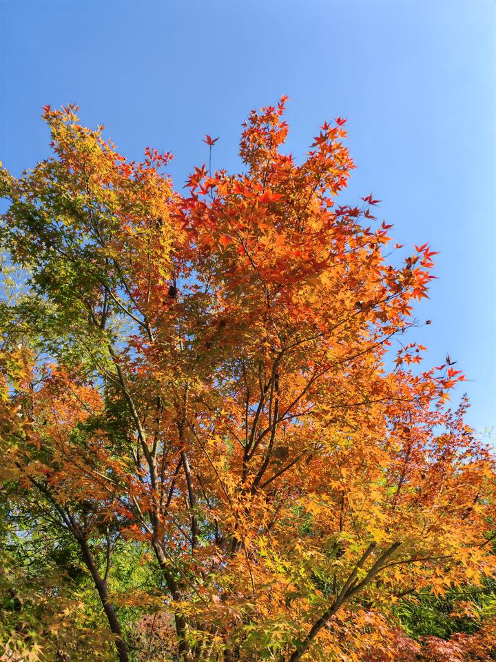 冬日生活打卡季一树秋色，美不胜收。沙湖公园里，这棵枫树色彩斑斓，在和煦阳光下舒展
