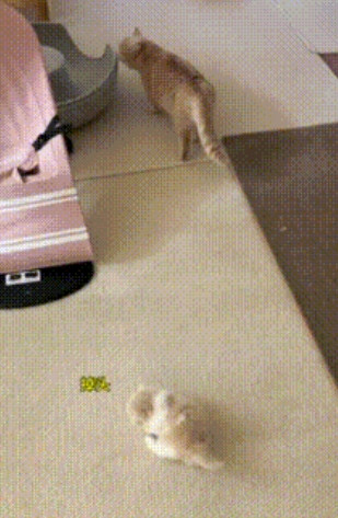 小猫咪还没玩够，猫妈拖着小猫咪回去睡觉，可小猫咪就是不从