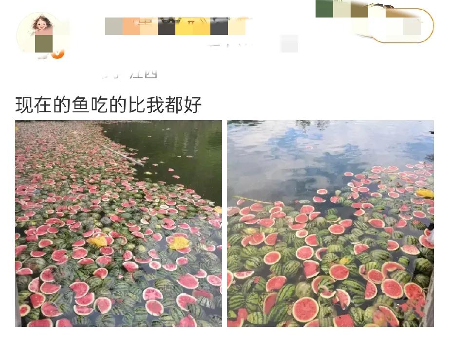 快瞧！这水面密密麻麻铺满了西瓜，不知道的还以为是西瓜开水上派对呢😂如今超市里
