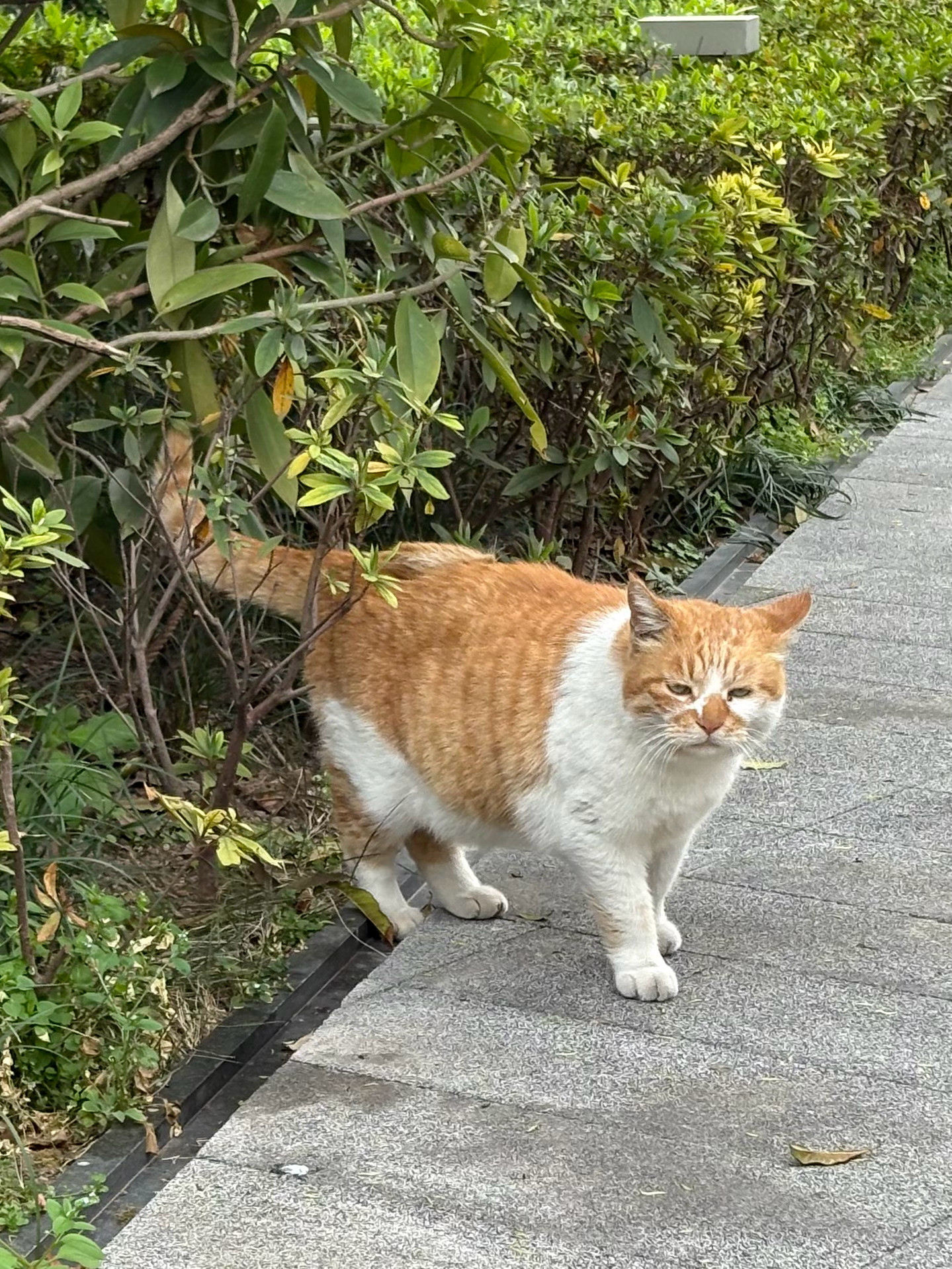又是一年春暖花开已经到了路人见到都说这是一只老猫的年纪短短野生喵