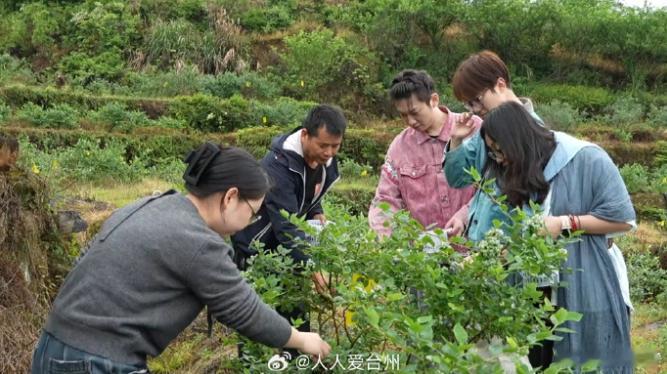 丽水青田小小蓝莓成乡村振兴致富果青田方山乡蓝莓基地喜获丰收，线上线下拓宽销路，