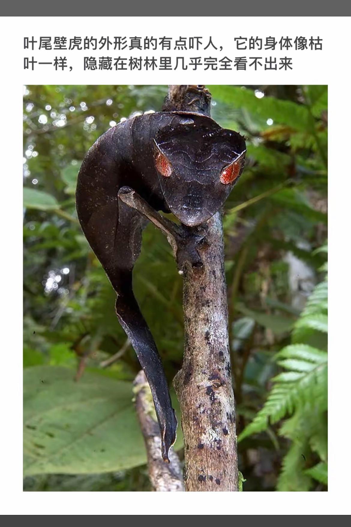 “森林里的神秘生物，伪装大师叶尾壁虎！”🌳🦎