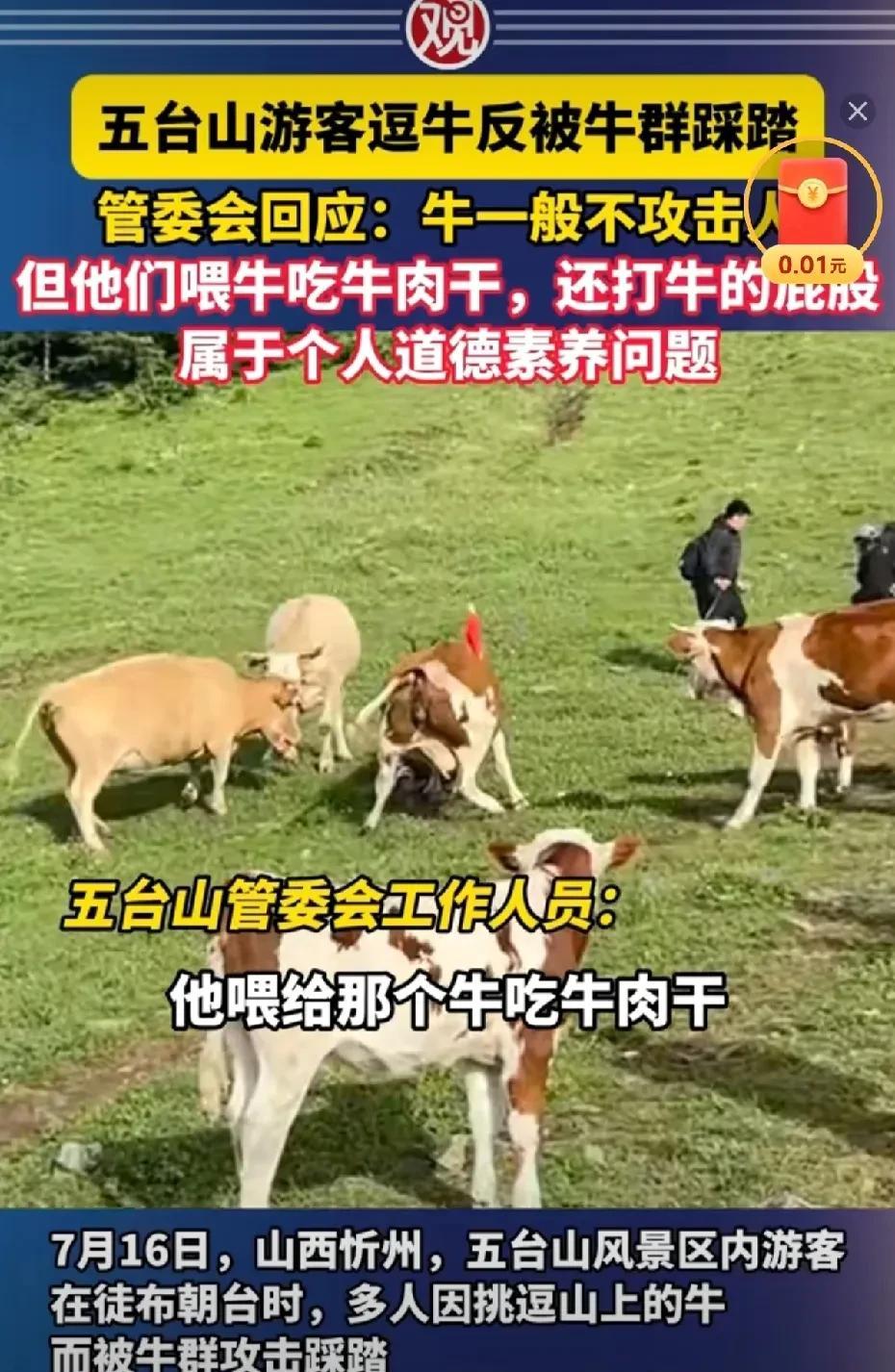 缺德玩意，被牛集体攻击也是自作自受。游客喂养牛“牛肉干”，还打牛屁股，结果被牛