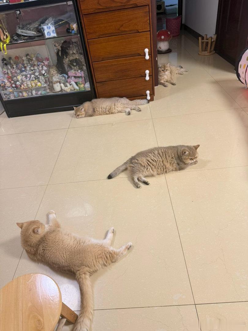 打架了？萌宠猫咪