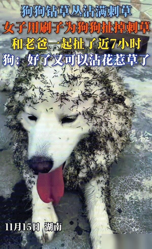 七个小时。​整整七个小时，我跟我妈两个人，就为了给我家那只萨摩耶薅身上的刺儿