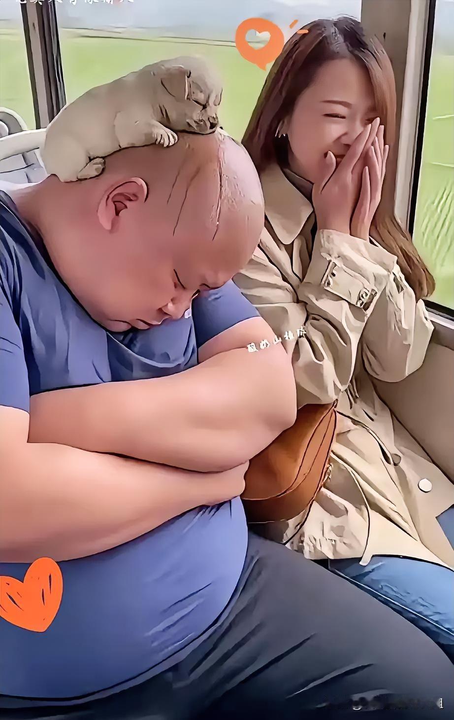 公交车上惊现“头顶睡神”！大哥光溜溜的脑袋上，居然蜷着一只睡得打呼的小狗，旁边美