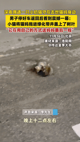 泪目了！北京，男子凌晨回家，路上看到一只小猫守着被撞猫妈妈，而等他返回去准备帮忙