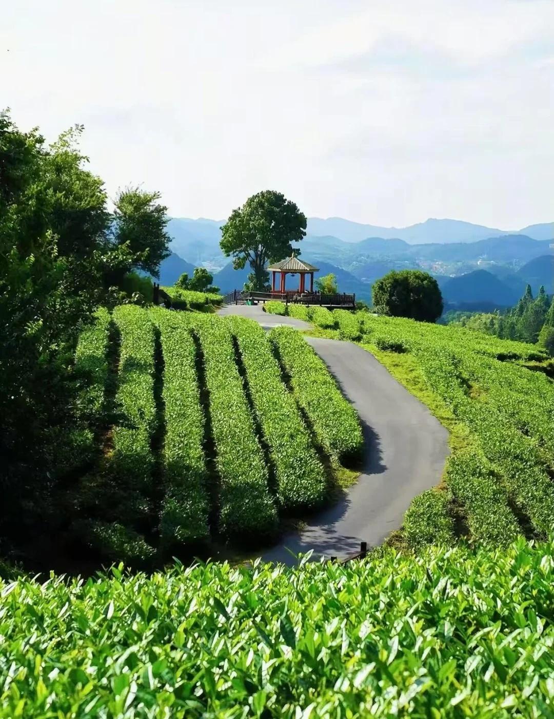 贵阳小众治愈山野｜神鹊茶场太适合放空了不用远行，百花湖畔的神鹊茶场，是贵阳小众