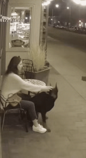 真的建议每个人都养只狗！不是因为它们可爱粘人，而是这些毛孩子藏着最